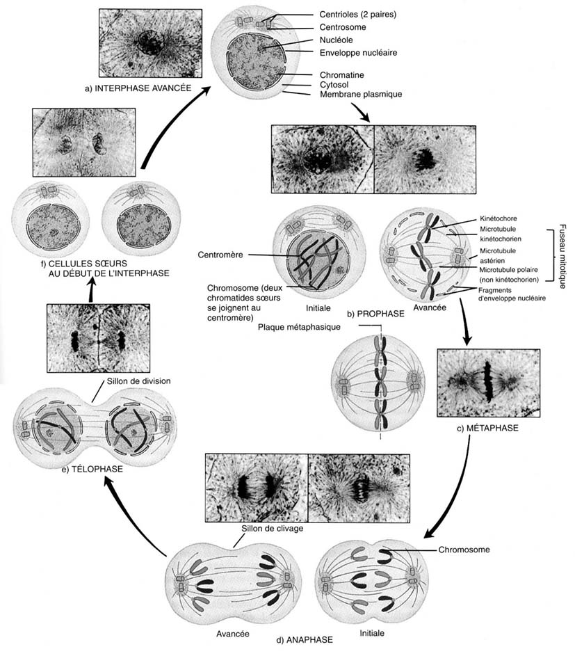 Coll ge Les Sablons La Mitose division Cellulaire Coll ge Les Sablons La Mitose division Cellulaire
